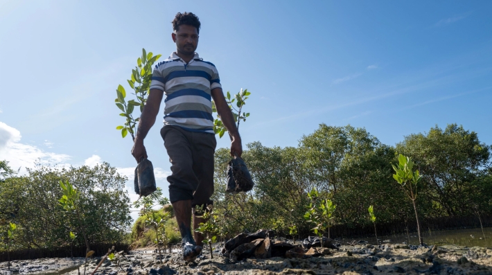 A man carrying seedlings walks on mangrove soil