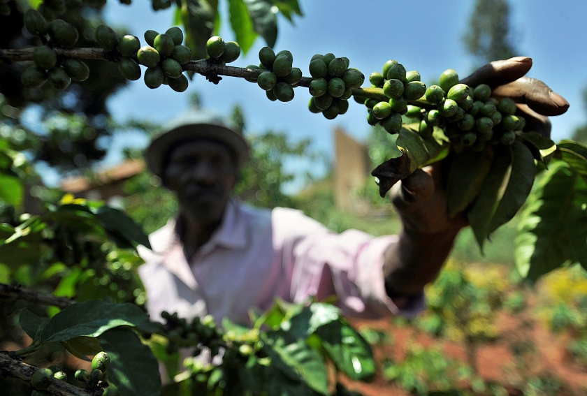 A man plucks a coffee been from a tree