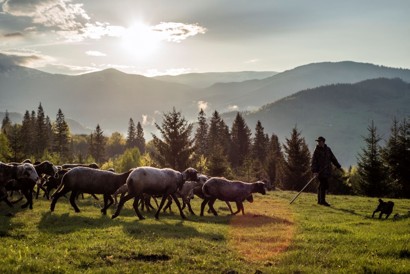 A shepherd and a heard of sheep walk in the mountains at sunset caption: