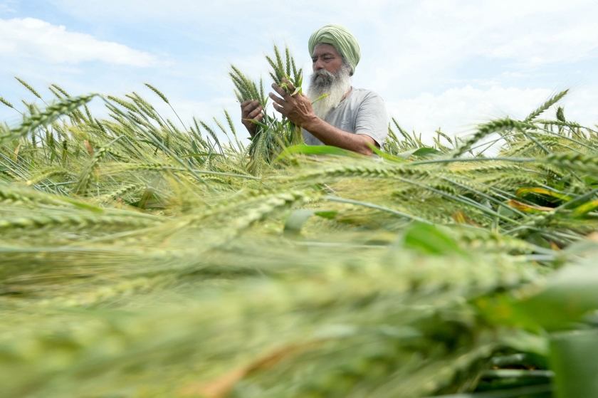 A man in a field husking wheat