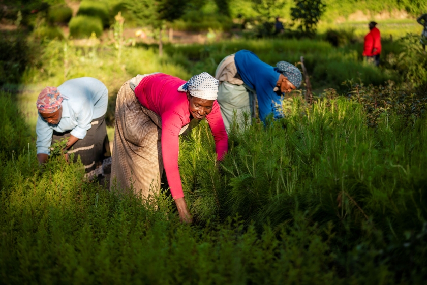Three women work on a farm