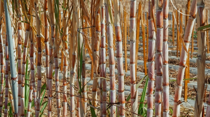 Sugarcane farmland