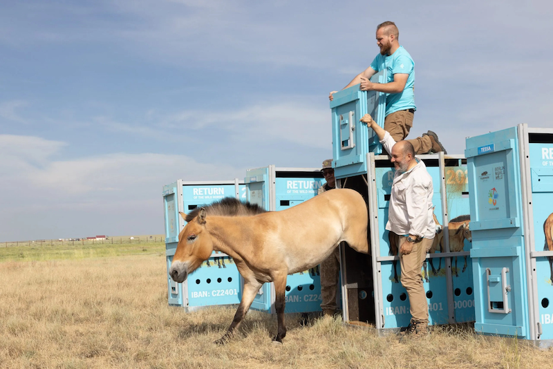 The world’s last genetically wild horses are released to the wild in Kazakhstan after almost 200 years of surviving in captivity, thanks to restoration work by UNEP partner the Altyn Dala Conservation Initiative and breeding and rewilding efforts by European zoos